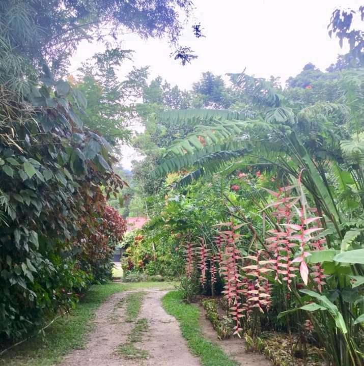 Thousand Hills Ketambe ,Room And Treking Lhokuenam Ngoại thất bức ảnh